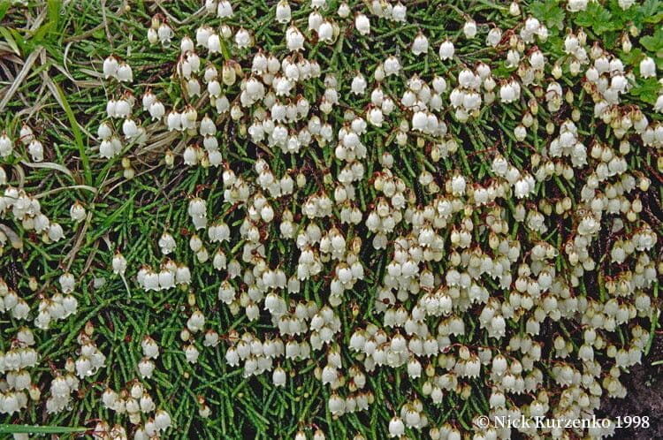 Cassiope tetragona 3
