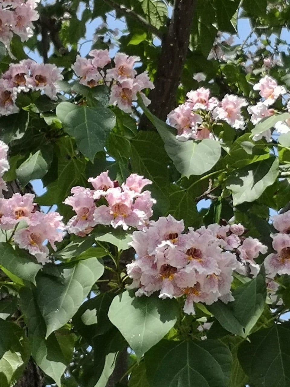 Catalpa di Bunge 3
