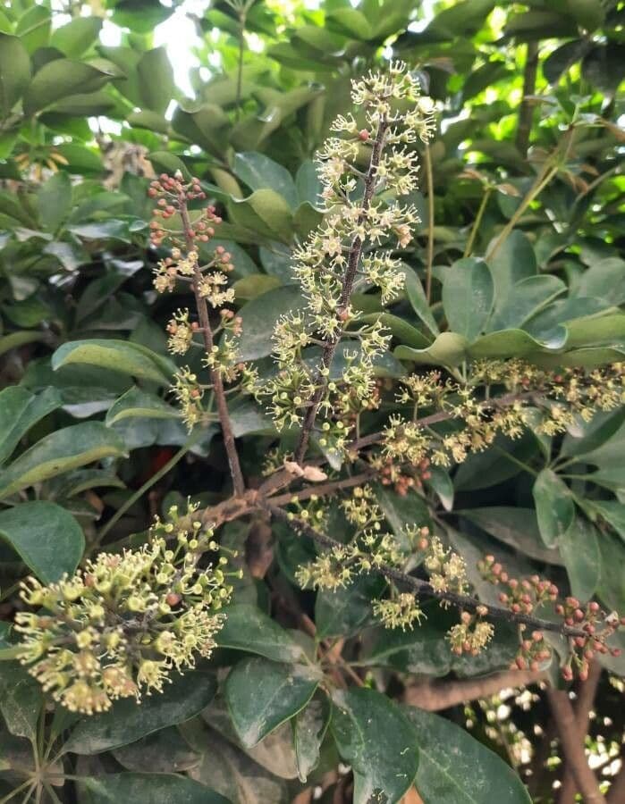 Heptapleurum 3