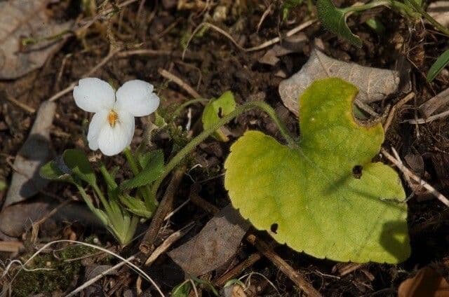 Viola bianca 13