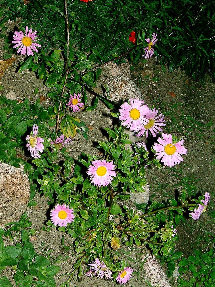 Wandernde Berufkraut 5