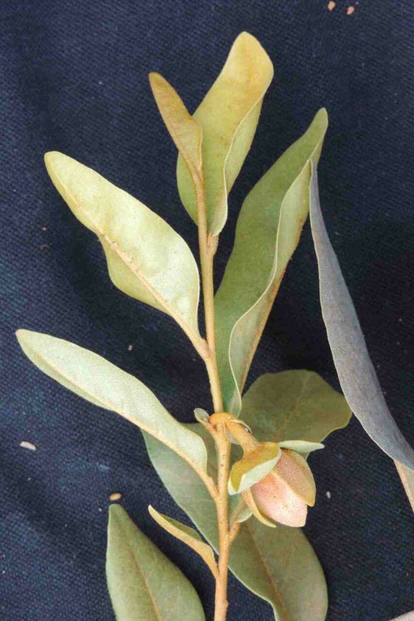 Duguetia 13