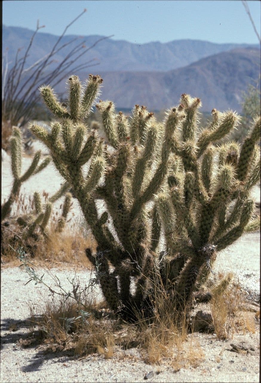 Cholla