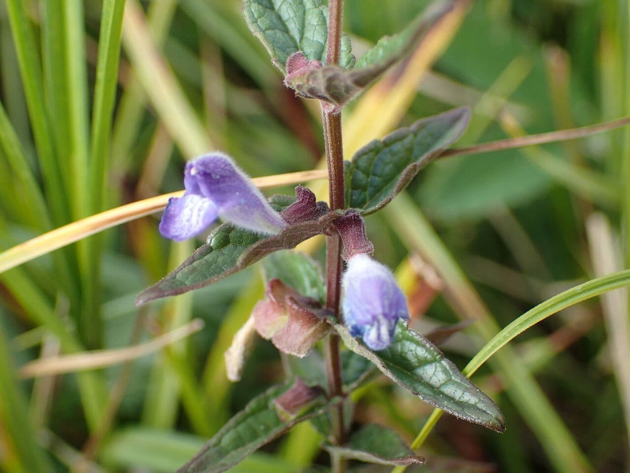 Scutellaria comune 9