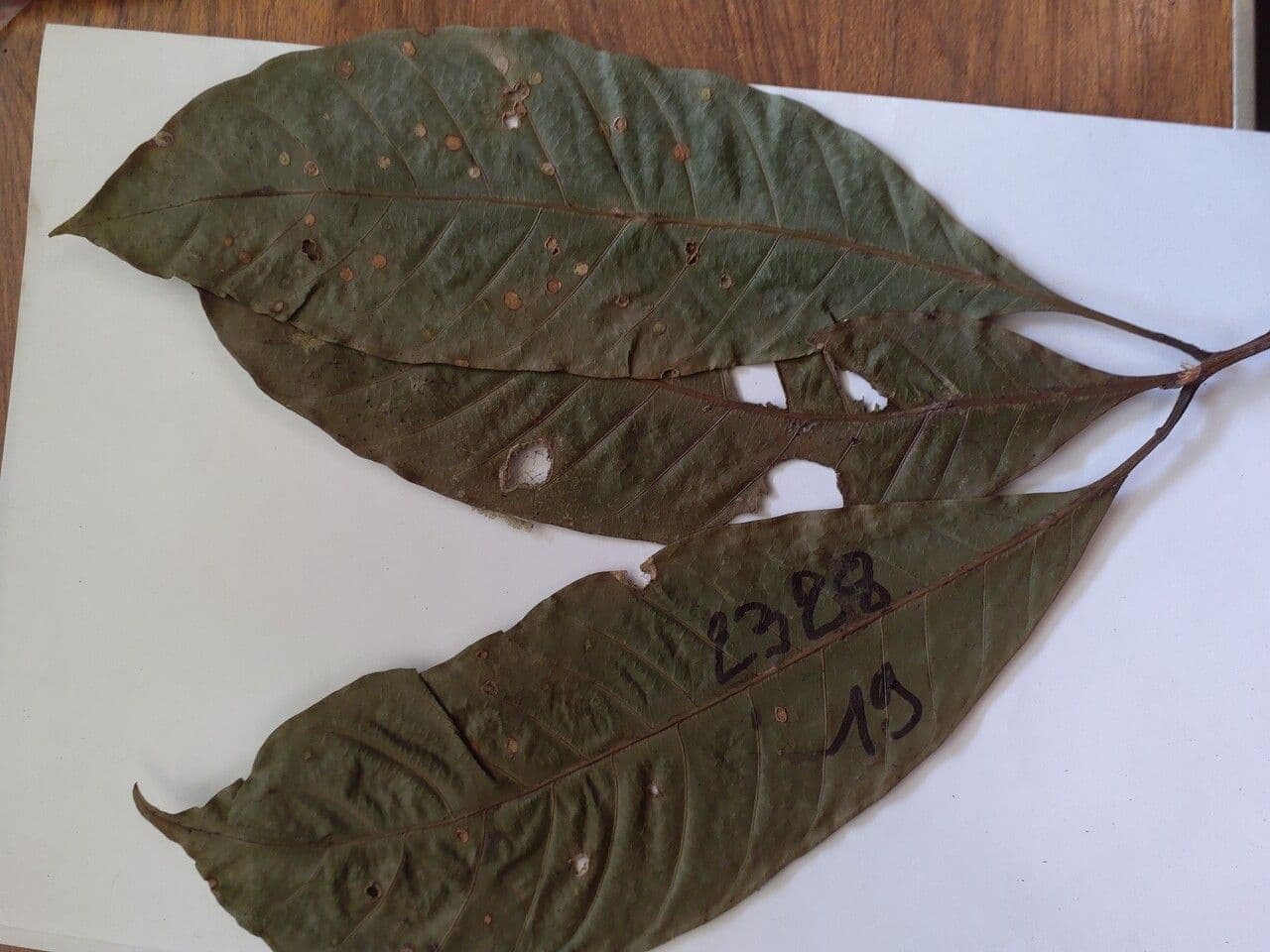 Pouteria 3