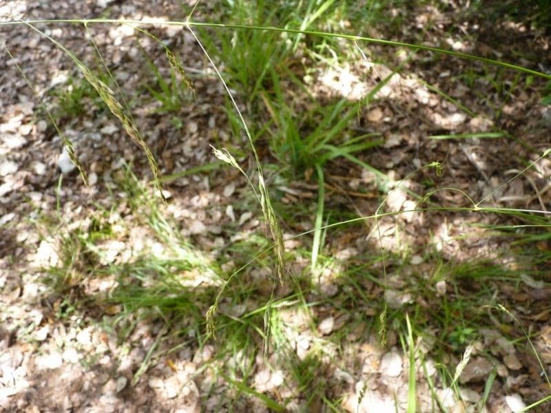Achnatherum paradoxum 14