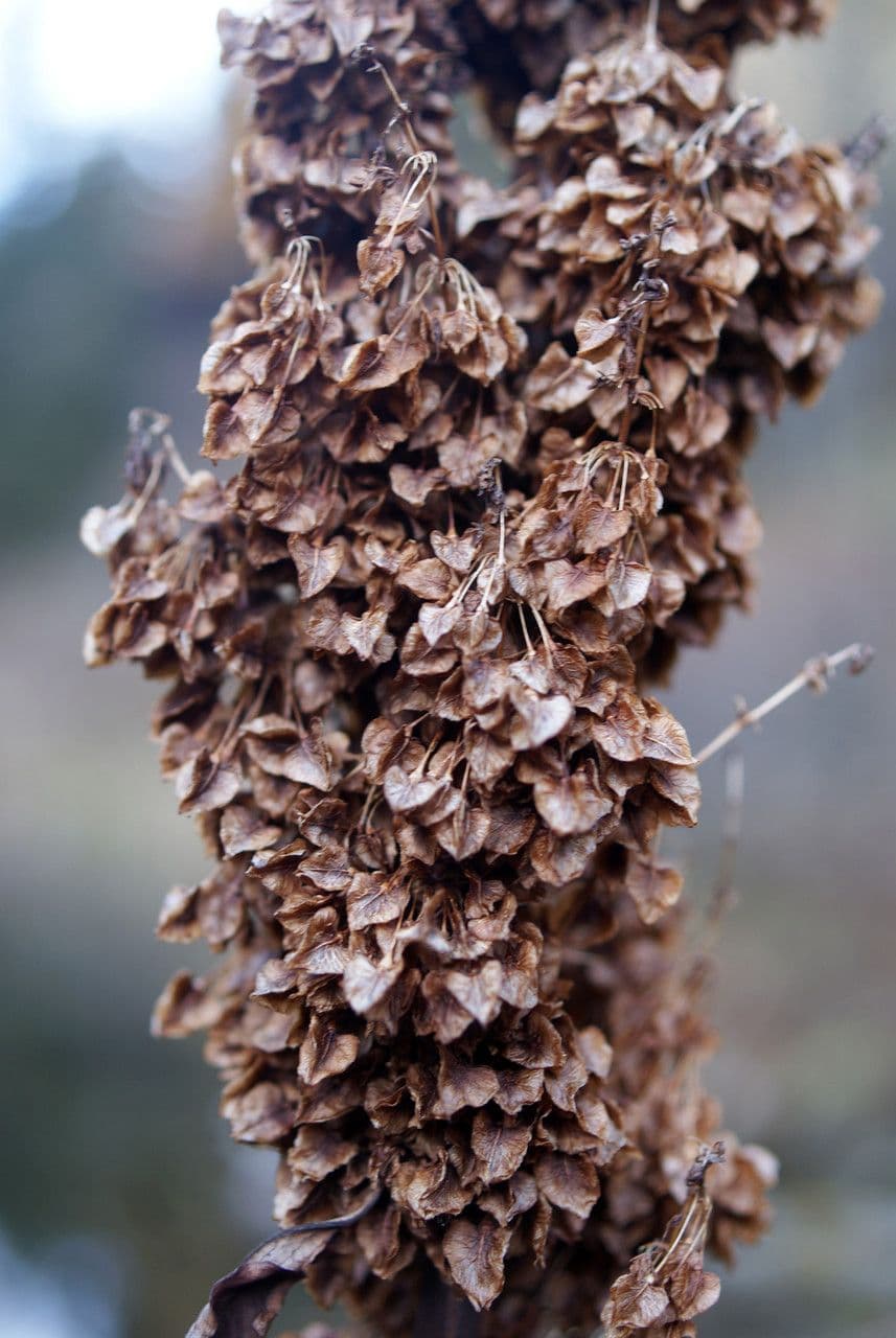 Alpen-Ampfer 5