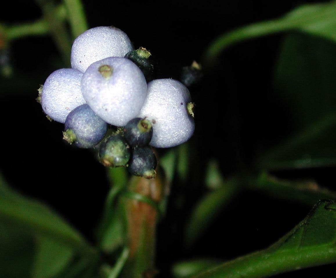 Psychotria rameuse 3