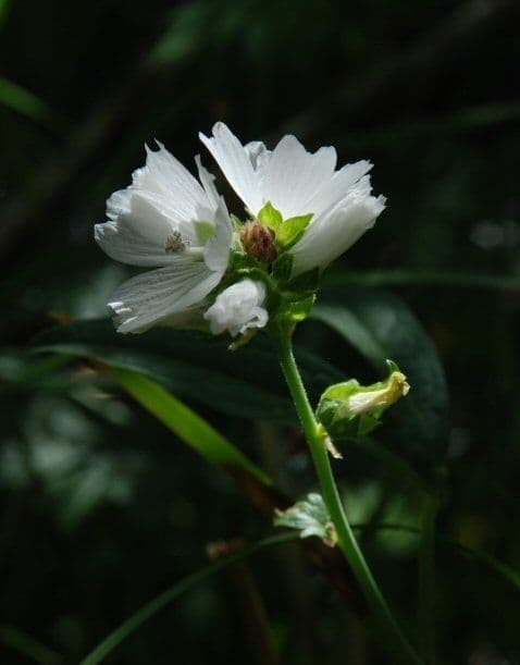 Malva