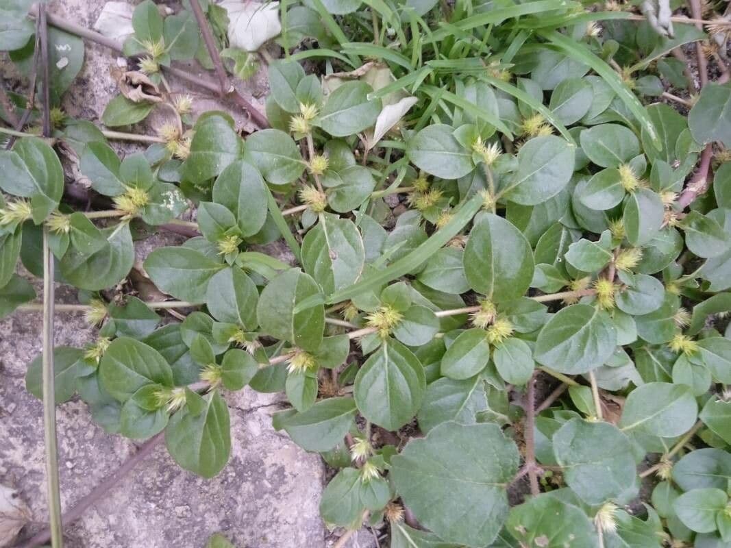 Alternantera pungente 20