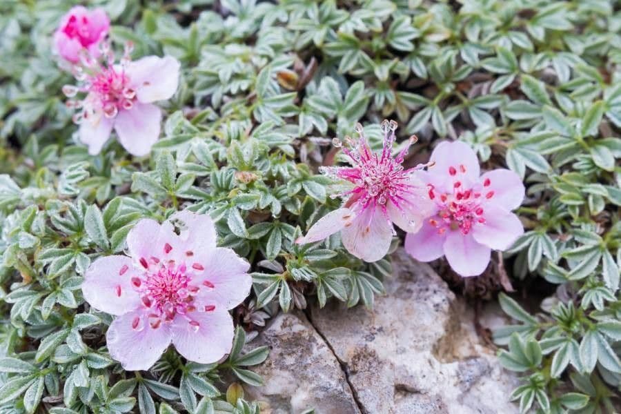Potentilla lucida 5