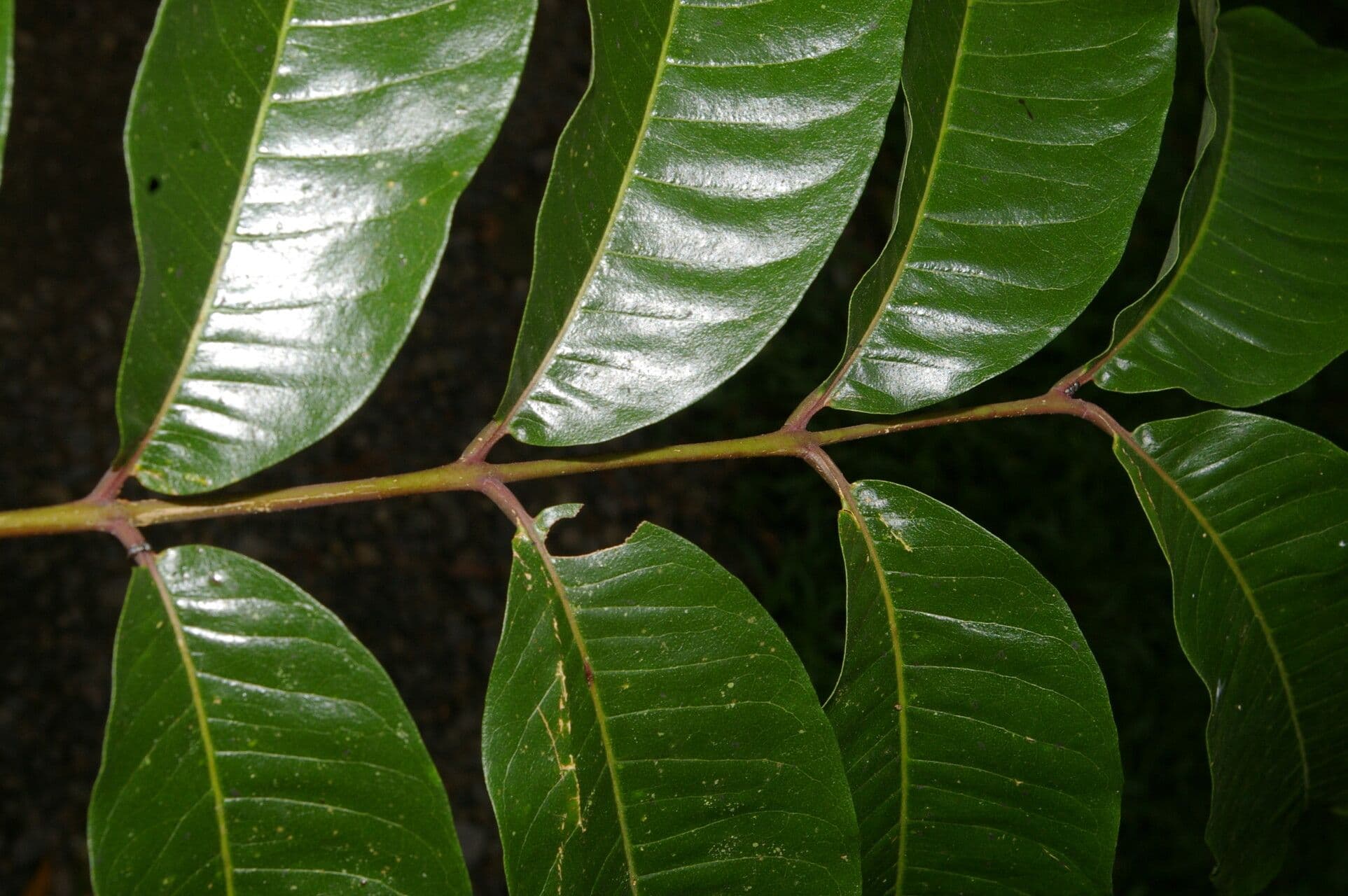 Zanthoxylum 7