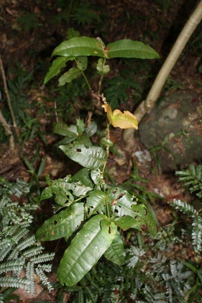 Ixora