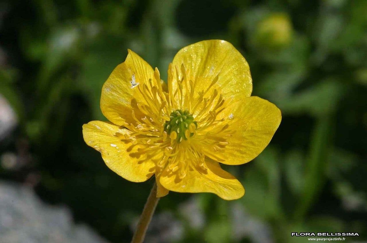 Ranunculus aduncus 5