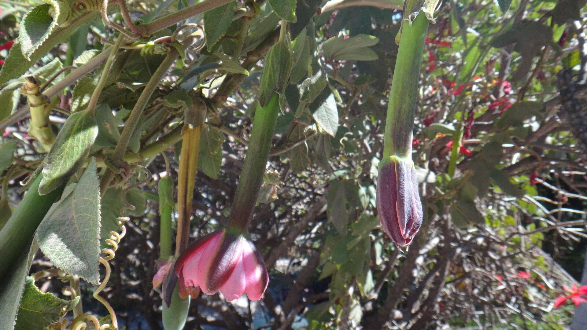 Passiflora mixta 2
