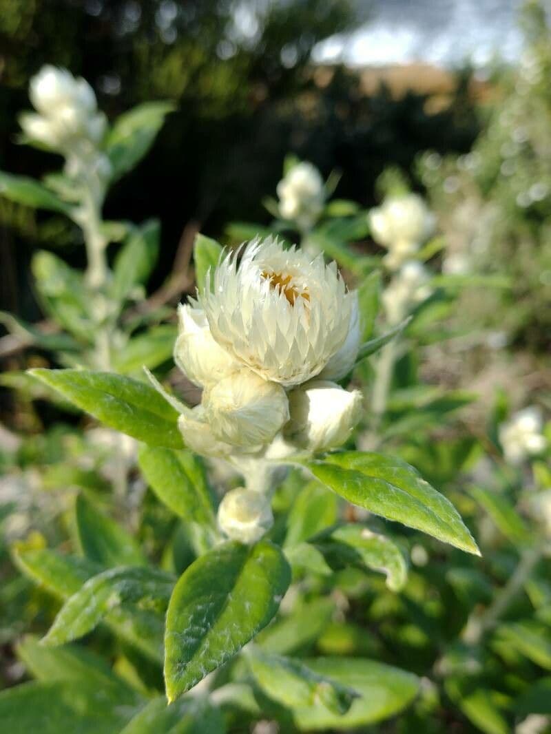 Coronidium 4