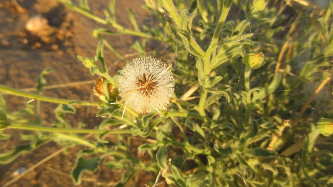 Hysterionica