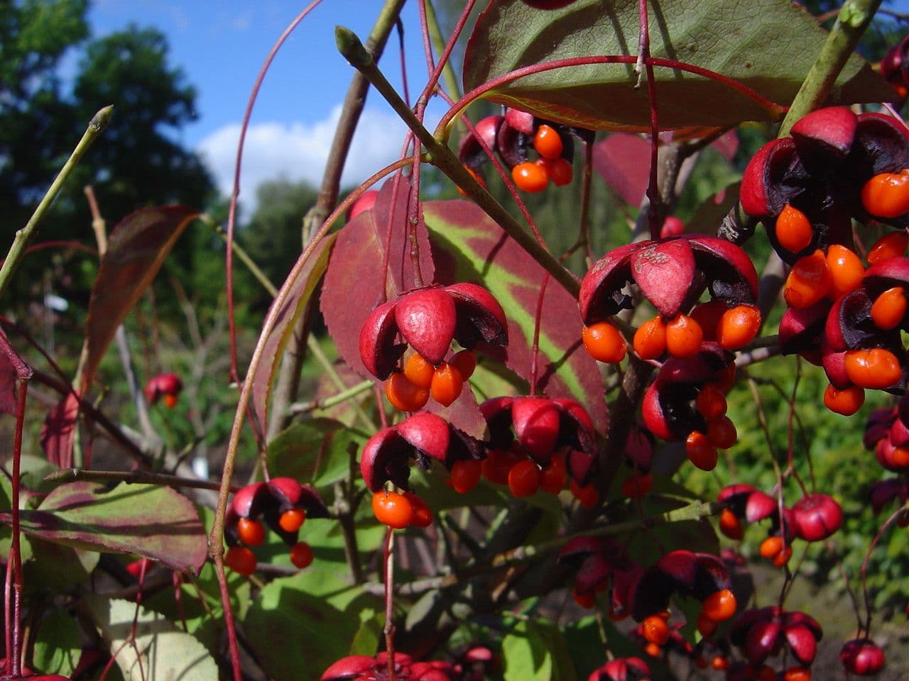 Euonymus oxyphyllus 2