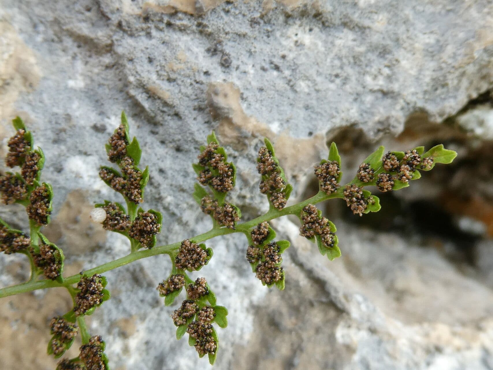 Felce fragile 2
