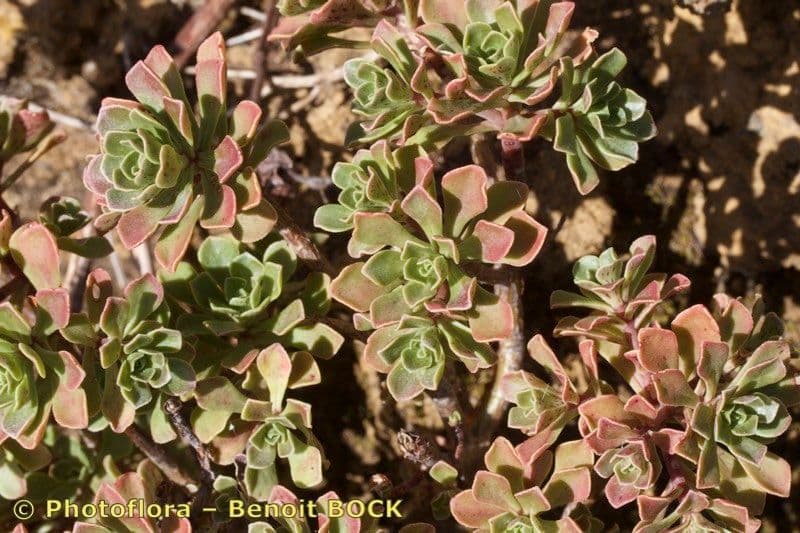 Sempervivum spatulé 18
