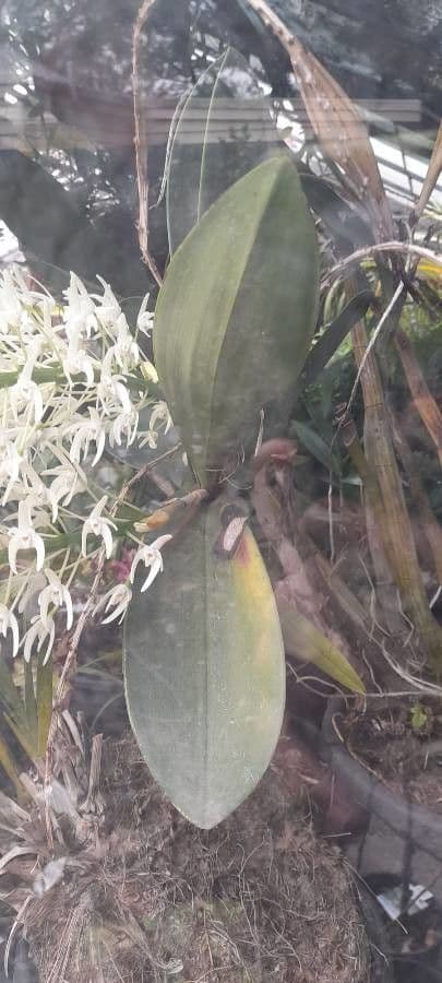 Dendrobium 10