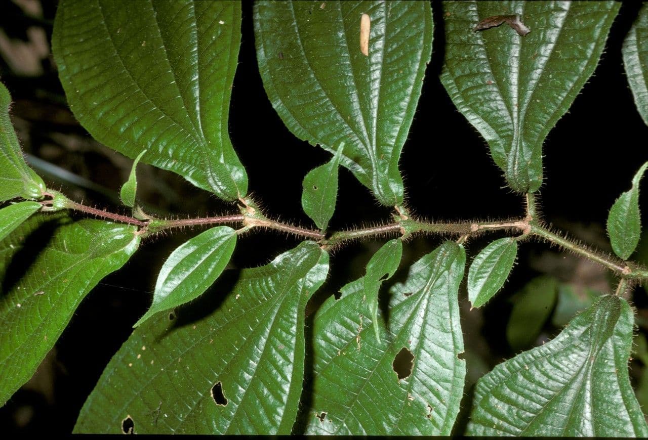 Miconia mayeta 12