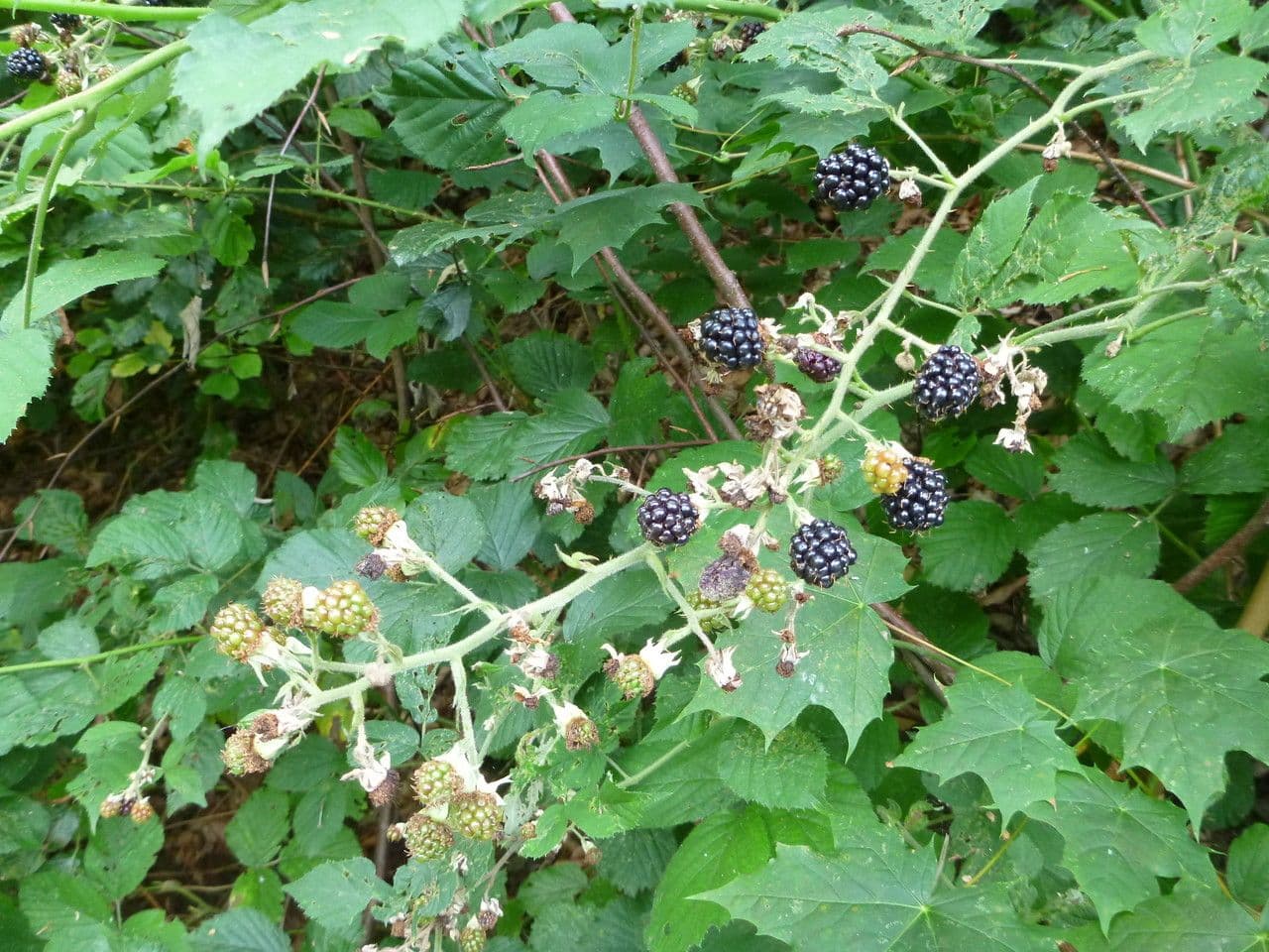 Großährige Brombeere 6