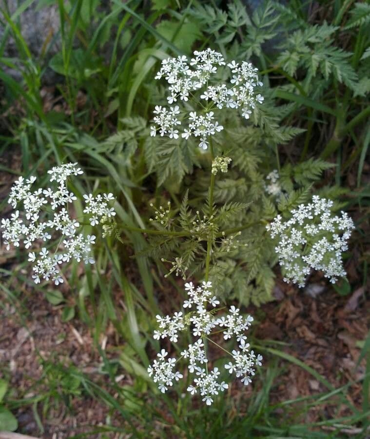 Cerfoglio selvatico 13