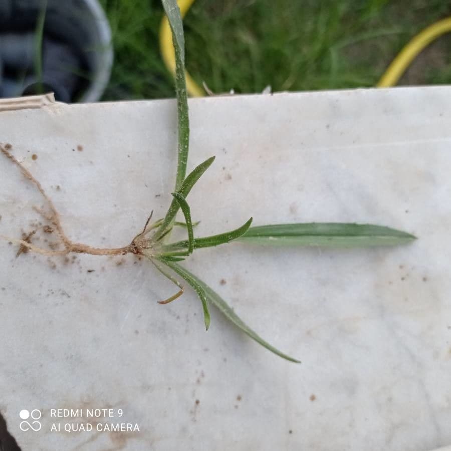 Wahlenbergia capillaris 9