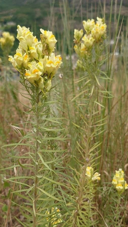 Linaria comune 17