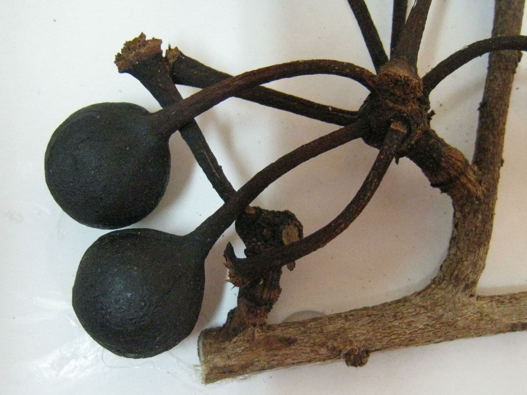 Pseudoxandra 4