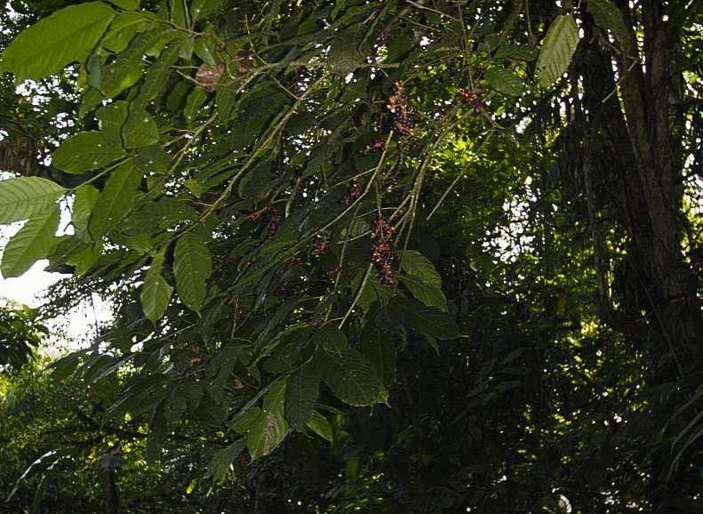 Sorocea 6