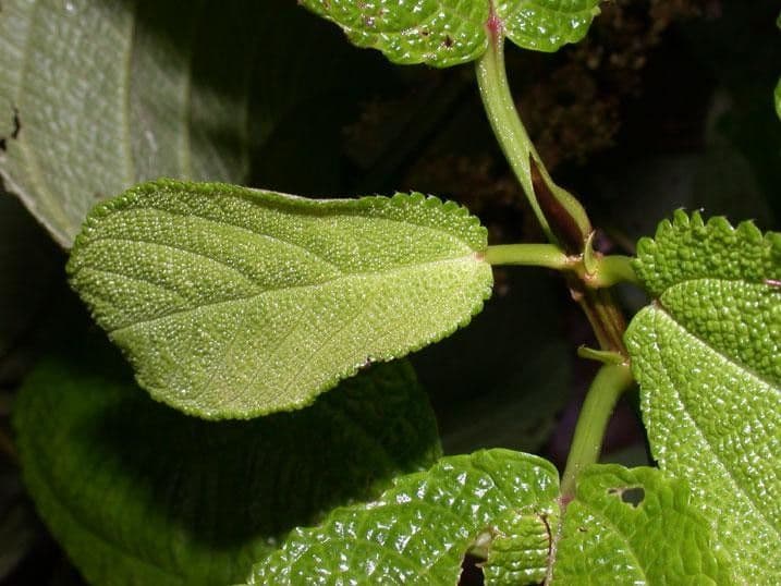 Urera simplex 13