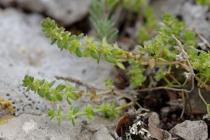 Valantia muralis 25