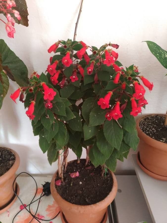 Kohleria 3