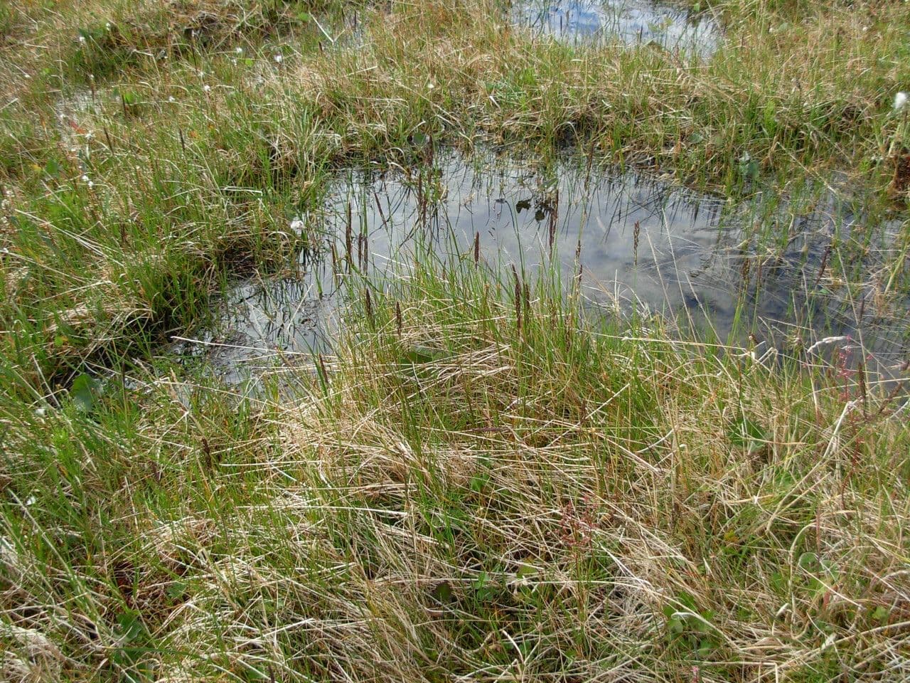 Calamagrostis stricta 7