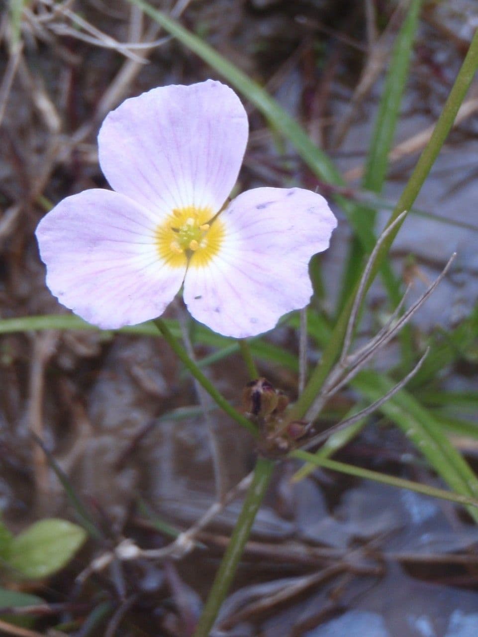 Alisma lancéolé 9