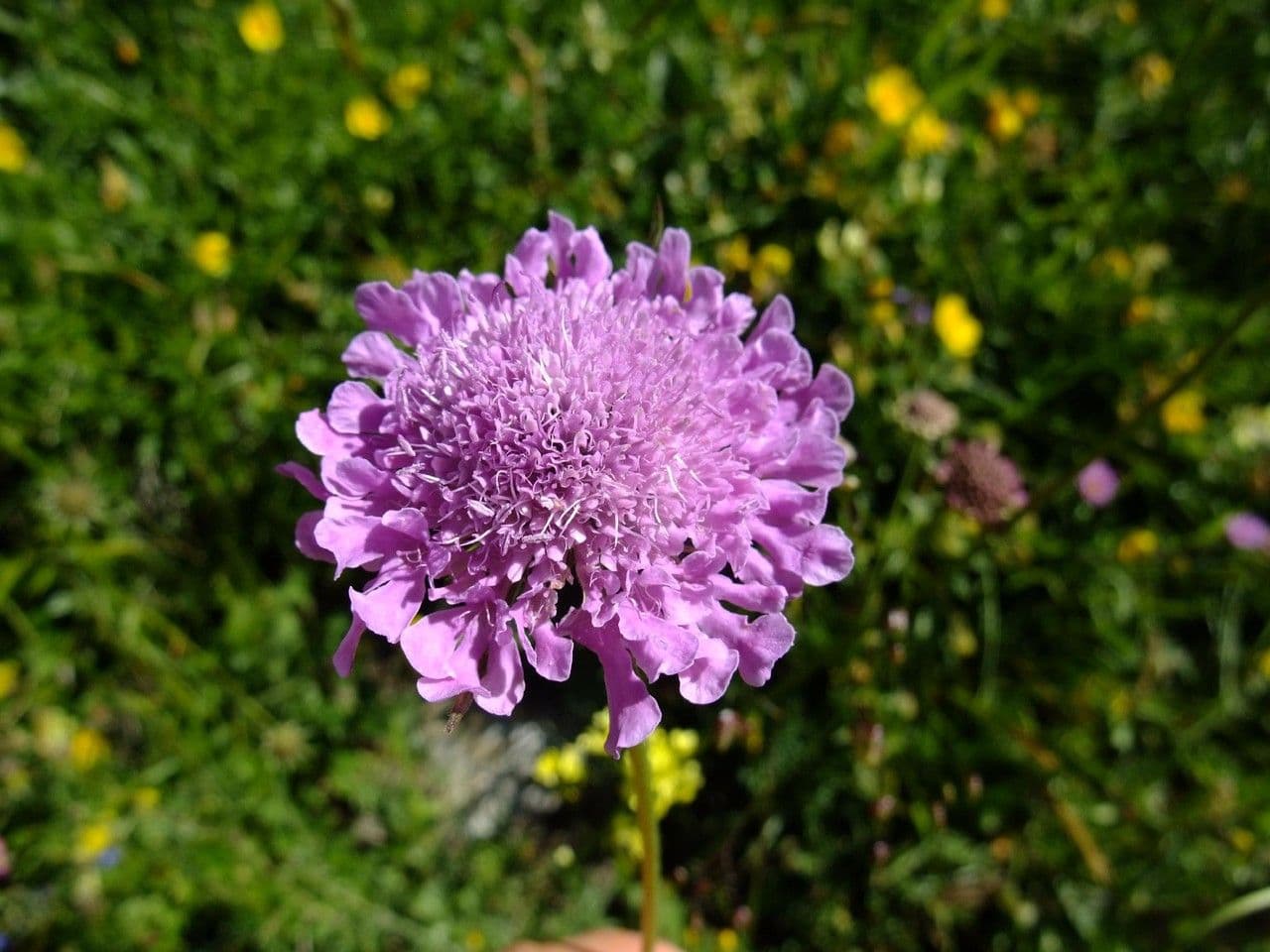 Scabiosa triandra 6