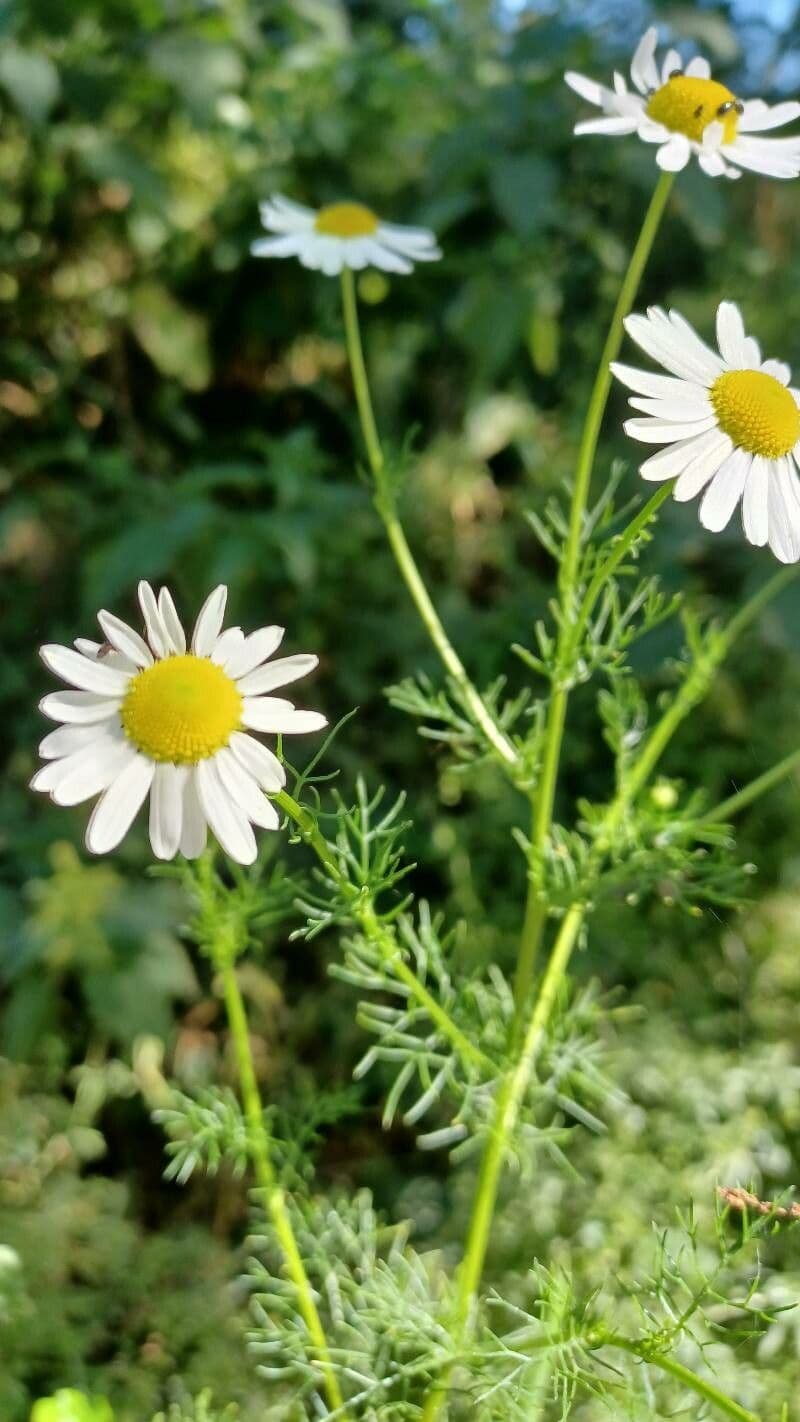 Scentless mayweed 27