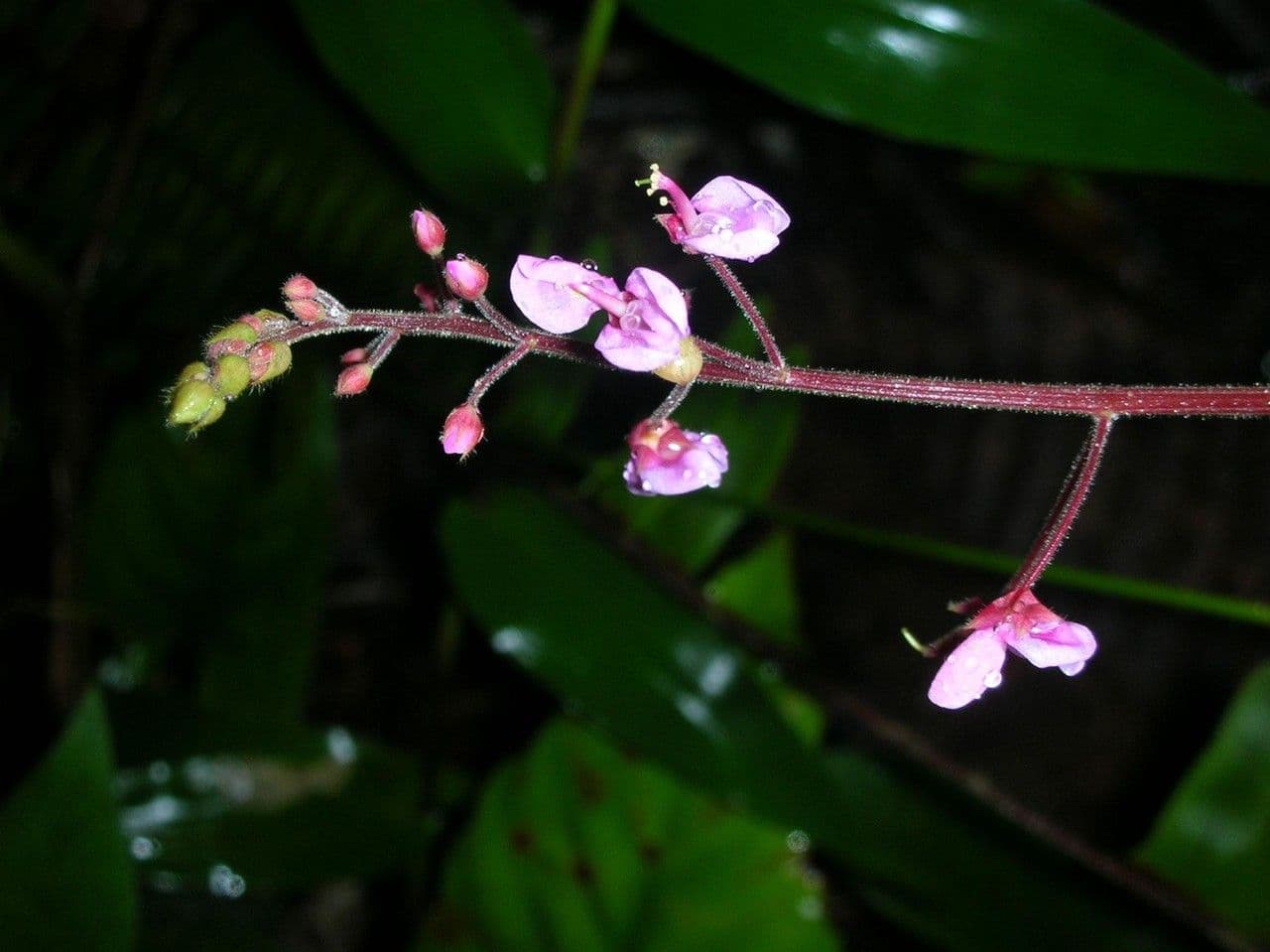 Desmodium 12