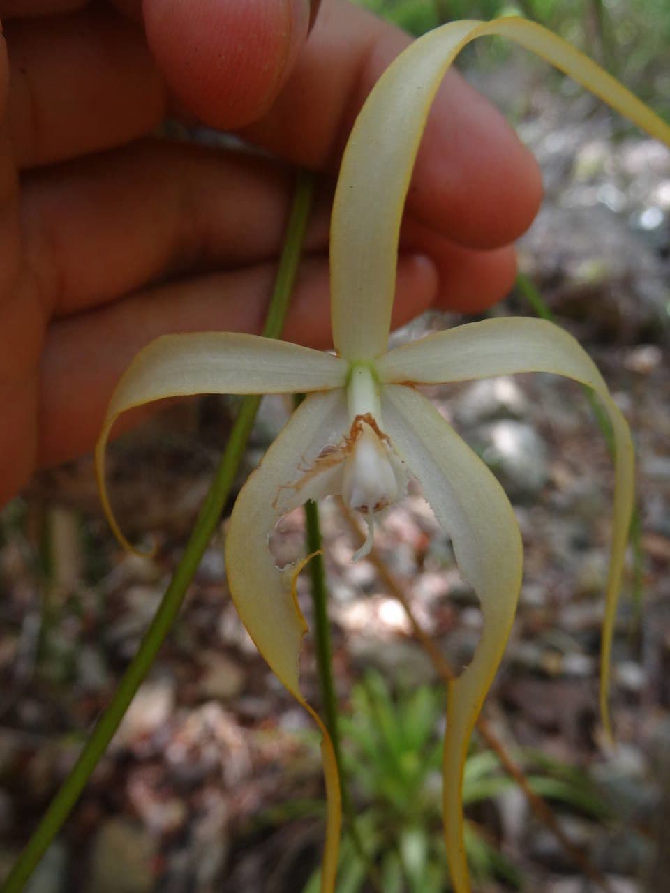 Brassavola 7