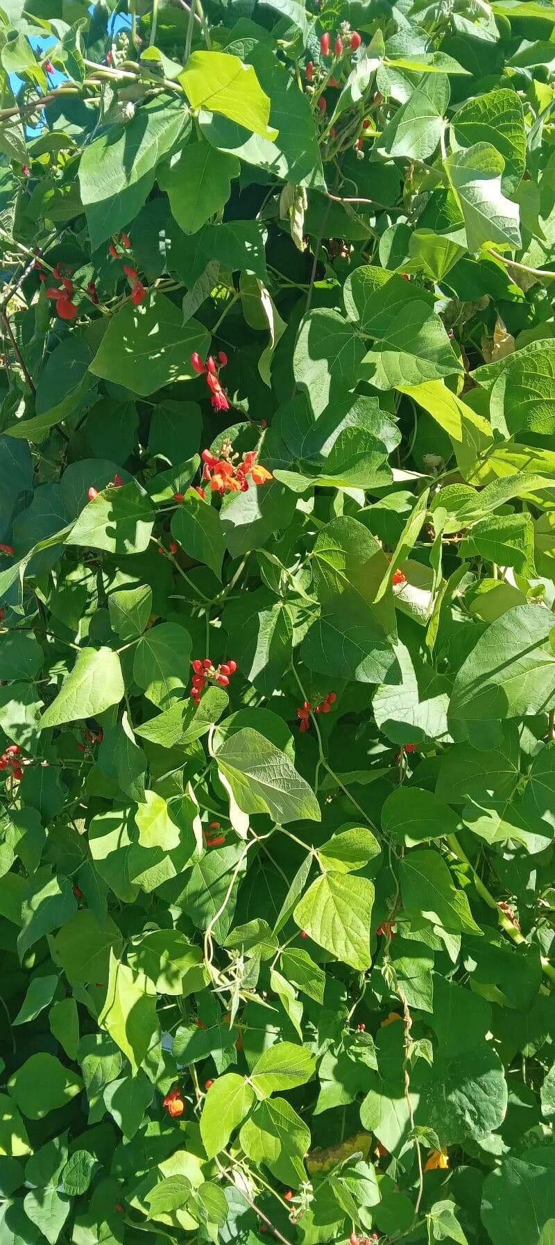Runner bean 13