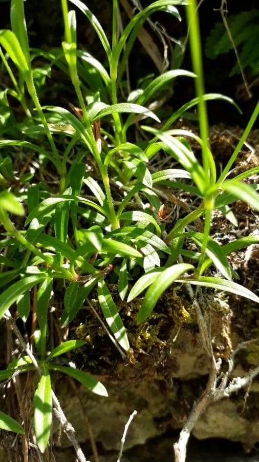 Silene 12