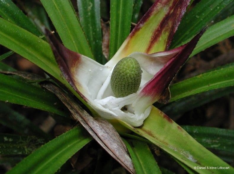 Freycinetia 5