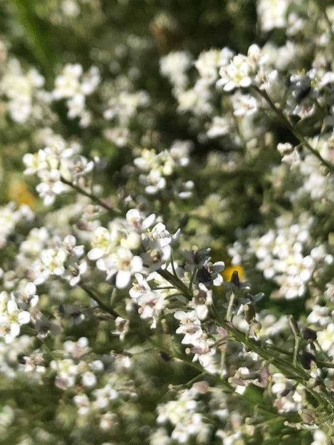 Lepidio subulato 6