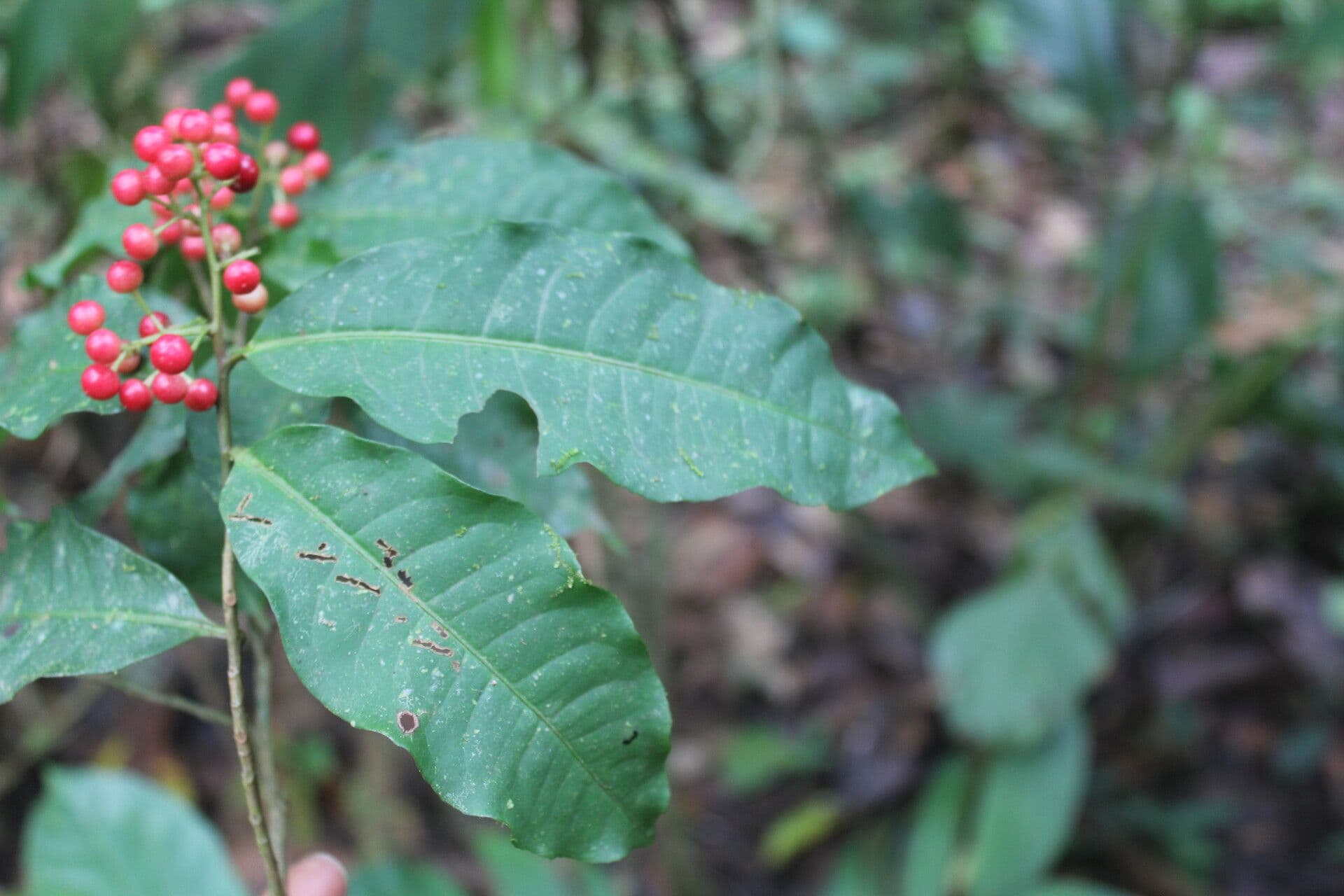 Ardisia de Guyane 14