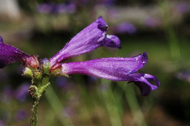 Penstemon esile 4