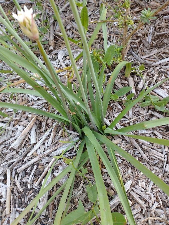 Nothoscordum bivalve 17
