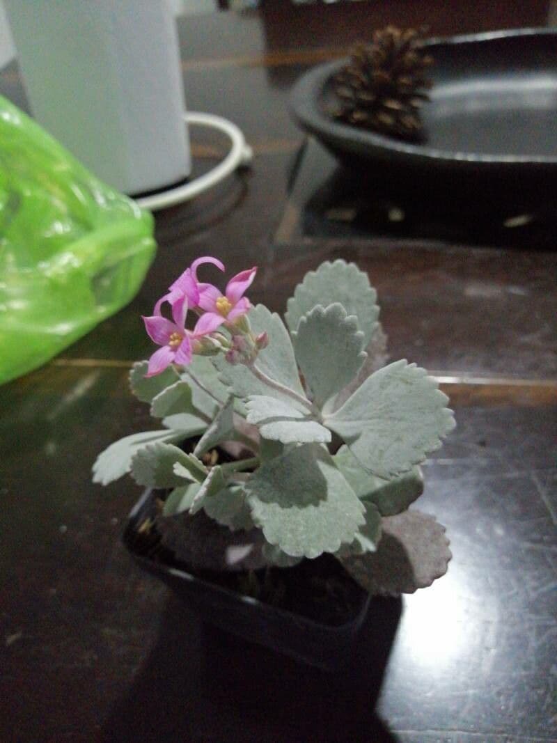 Kalanchoe 8