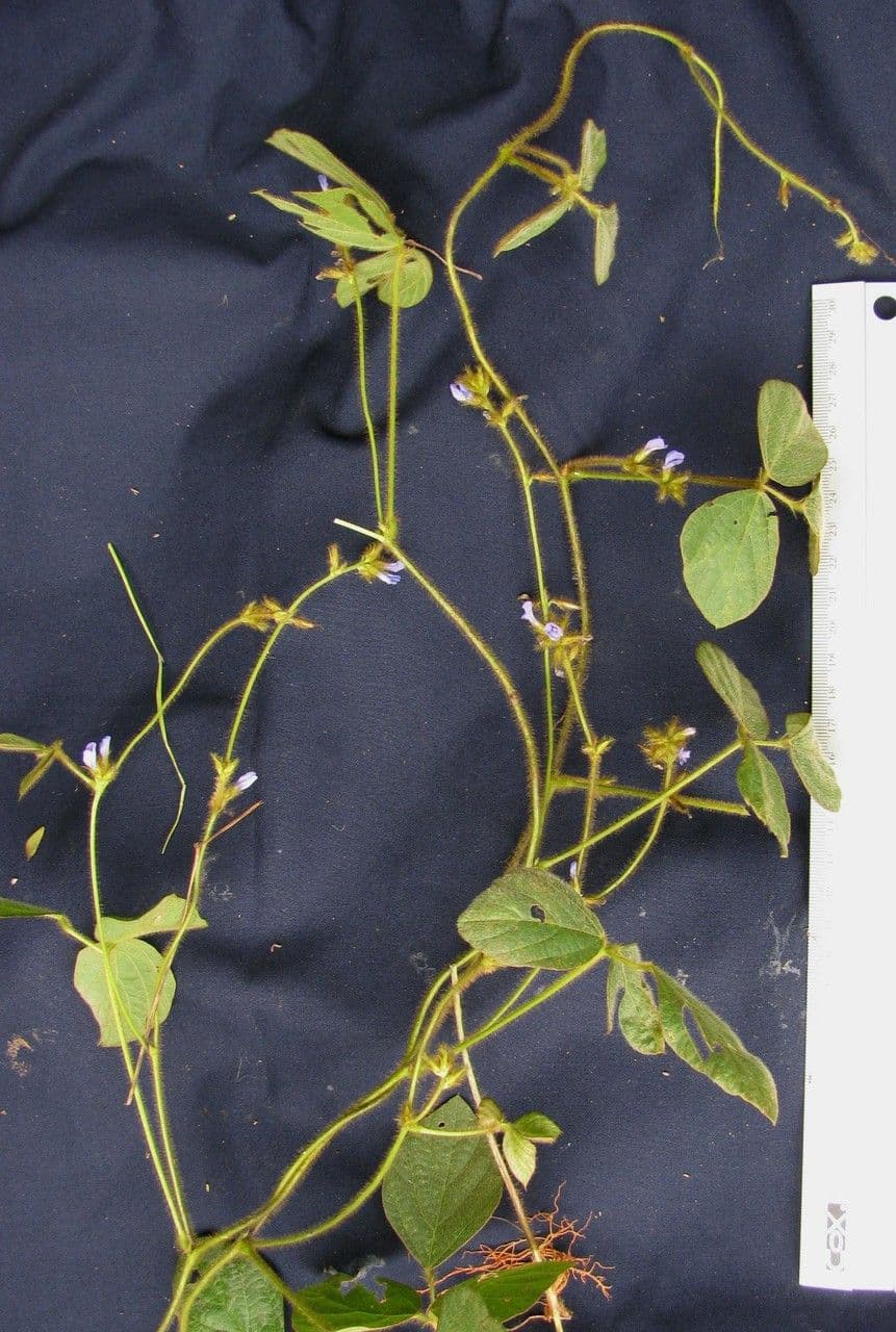 Calopogonium 25